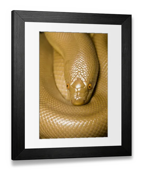 Framed Print : Rubber Boa (Charina bottae) portrait. California, USA, November Framed Print : Rubber Boa (Charina bottae) portrait. California, USA, November