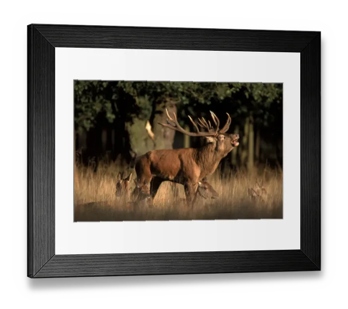 Framed Print : Male Red deer bellowing during rut. Denmark, Jaegersborg Dyrehaven Copenhagen Framed Print : Male Red deer bellowing during rut. Denmark, Jaegersborg Dyrehaven Copenhagen