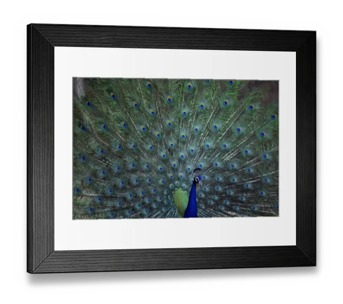 Framed Print : Common Peafowl (Peacock) male displaying, India Framed Print : Common Peafowl (Peacock) male displaying, India