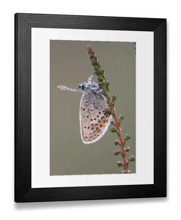 Framed Print : Silver studded blue butterfly {Plebejus argus} Kalmthoutse Heide, Belgium Framed Print : Silver studded blue butterfly {Plebejus argus} Kalmthoutse Heide, Belgium
