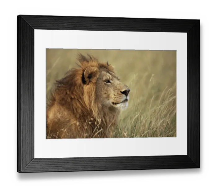 Framed Print : Male lion (Panthera leo) head portrait, Masai Mara, Kenya Framed Print : Male lion (Panthera leo) head portrait, Masai Mara, Kenya