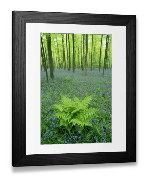 Framed Print : Bluebells {Hyacinthoides non-scripta} flowering with broad buckler fern in Beech forest Framed Print : Bluebells {Hyacinthoides non-scripta} flowering with broad buckler fern in Beech forest