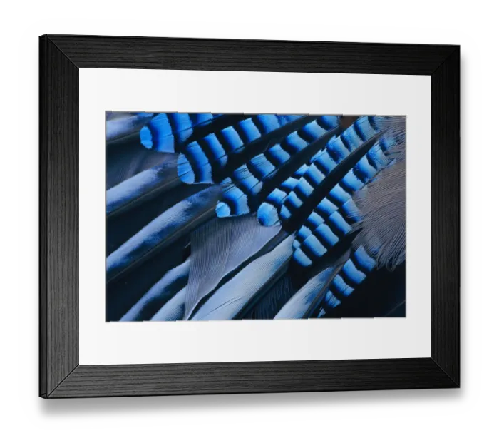 Framed Print : Jay {Garrulus glandarius} close up of wing feathers Europe Framed Print : Jay {Garrulus glandarius} close up of wing feathers Europe