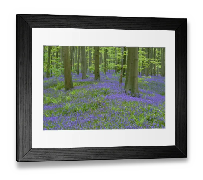 Framed Print : Bluebells {Hyacinthoides non-scripta} flowering in beech wood, Belgium Framed Print : Bluebells {Hyacinthoides non-scripta} flowering in beech wood, Belgium