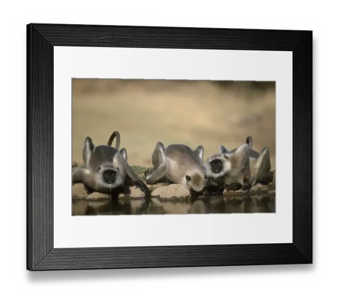 Framed Print : Southern plains grey  /  Hanuman langur {Semnopithecus dussumieri} drinking, Sariska NP