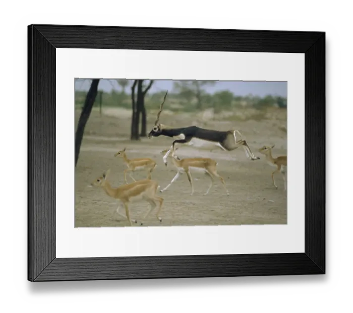 Framed Print : Blackbuck male leaping amongst females {Antilope cervicapra} Thar desert, Rajasthan Framed Print : Blackbuck male leaping amongst females {Antilope cervicapra} Thar desert, Rajasthan