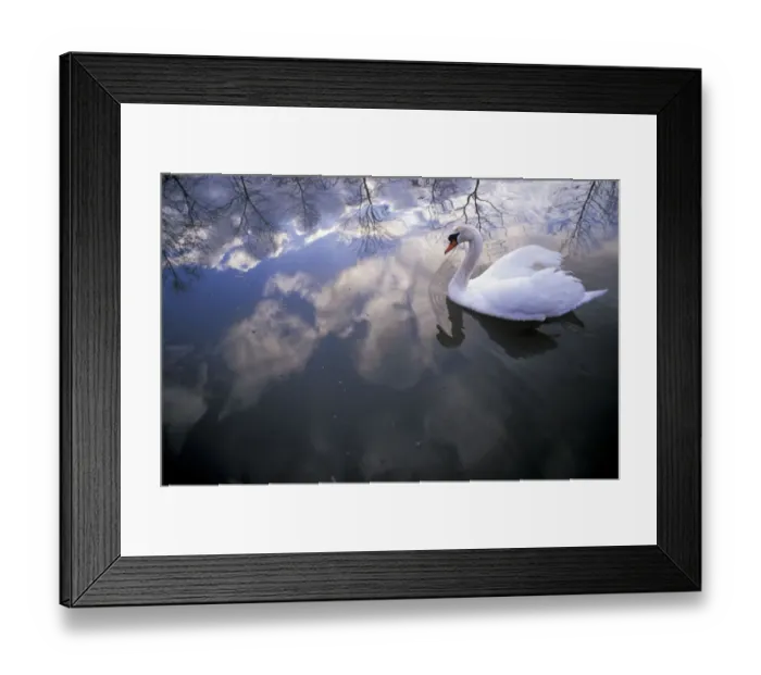 Framed Print : Mute swan {Cygnus olor} with clouds reflected in water Brasschaat, Belgium Framed Print : Mute swan {Cygnus olor} with clouds reflected in water Brasschaat, Belgium