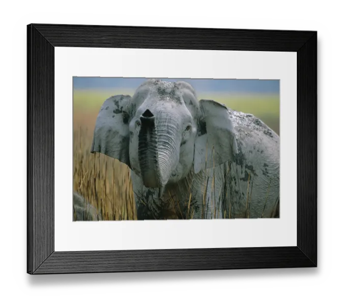 Framed Print : Indian elephant with trunk raised {Elephas maximus} Kaziranga NP, Assam, India