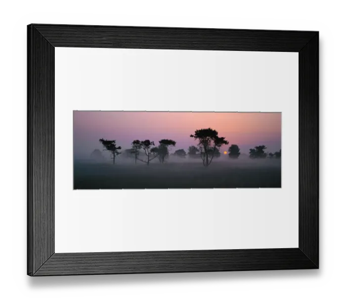 Framed Print : Old pine trees at sunrise in mist {Pinus silvestris} Belgium Framed Print : Old pine trees at sunrise in mist {Pinus silvestris} Belgium