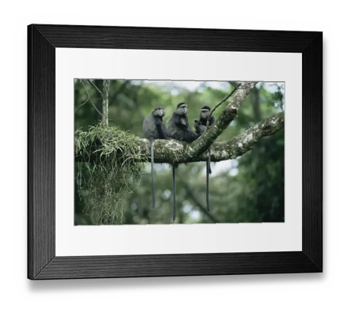 Framed Print : Blue monkey family group {Cercopithecus mitis} Kakamega forest, Kenya Framed Print : Blue monkey family group {Cercopithecus mitis} Kakamega forest, Kenya