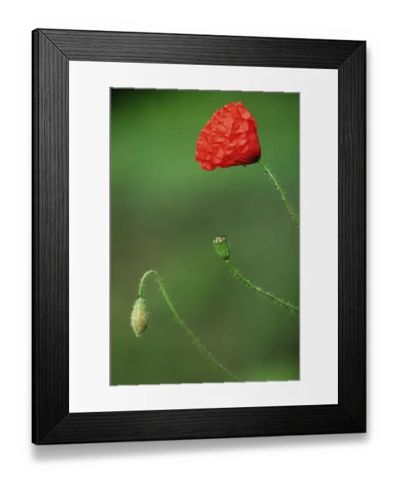 Framed Print : Common poppy bud, flower and seedhead {Papaver rhoeas} Belgiu