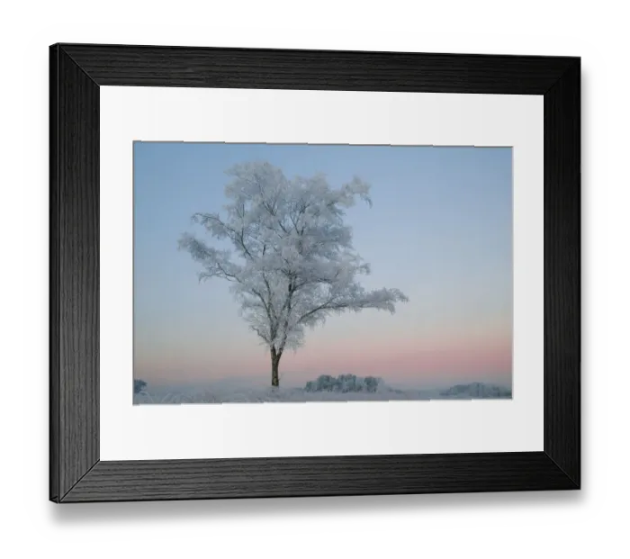 Framed Print : Birch Tree (Betula pendula) covered in hoar frost at dawn, Klein Schietveld, Brassschaat Framed Print : Birch Tree (Betula pendula) covered in hoar frost at dawn, Klein Schietveld, Brassschaat