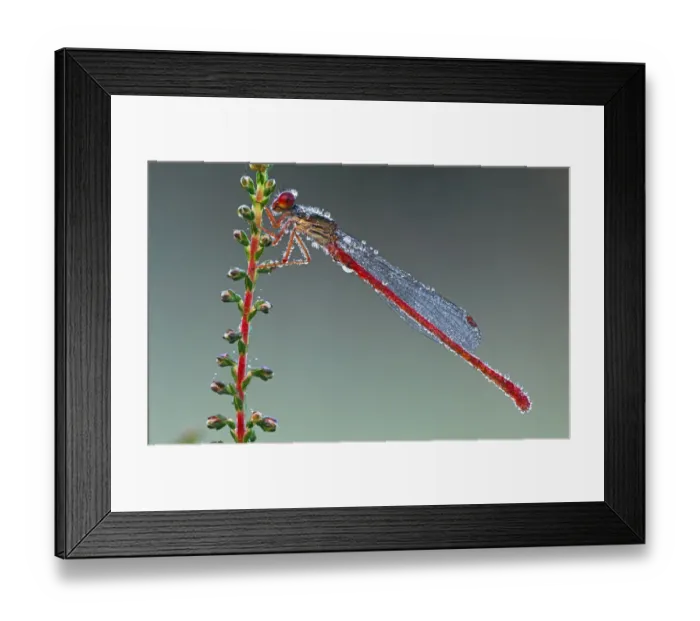 Framed Print : Small red damselfly (Ceriagrion tenellum) in morning dew, Belgium Framed Print : Small red damselfly (Ceriagrion tenellum) in morning dew, Belgium