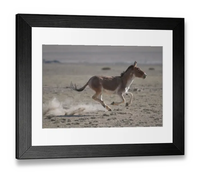 Framed Print : Tibetan Wild Ass (Equus kiang) galloping in desert, Tso Kar lake, Ladakh, India Framed Print : Tibetan Wild Ass (Equus kiang) galloping in desert, Tso Kar lake, Ladakh, India