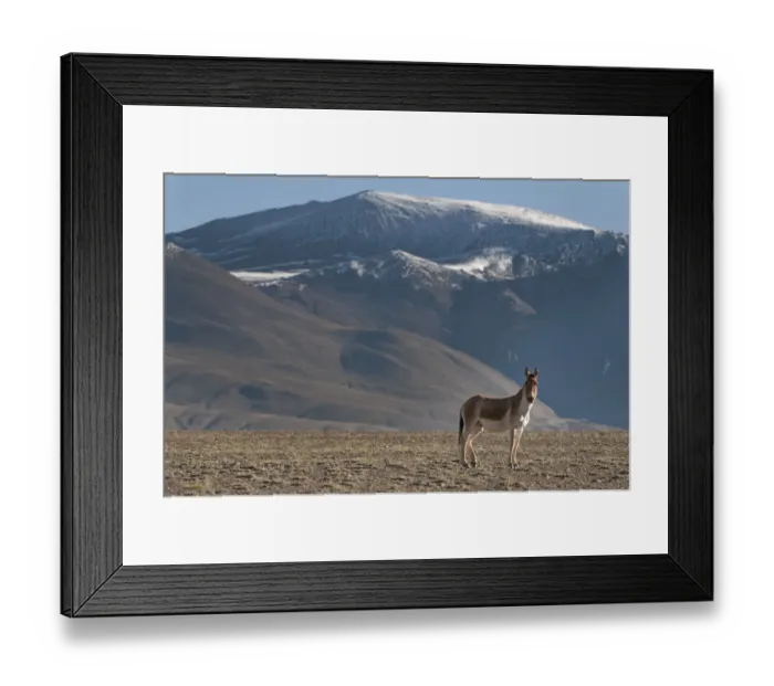 Framed Print : Tibetan Wild Ass (Equus kiang) with view of snow capped mountains behind, Tso Kar lake Framed Print : Tibetan Wild Ass (Equus kiang) with view of snow capped mountains behind, Tso Kar lake