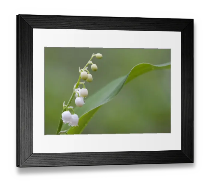 Framed Print : Lily of the valley (Convallaria majalis) in flower, Brasschaat, Belgium, May Framed Print : Lily of the valley (Convallaria majalis) in flower, Brasschaat, Belgium, May