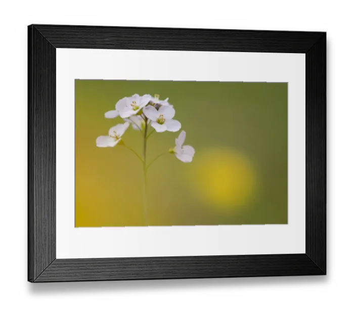 Framed Print : Cuckoo-flower (Cardamine pratensis) Brasschaat, Belgium, April Framed Print : Cuckoo-flower (Cardamine pratensis) Brasschaat, Belgium, April