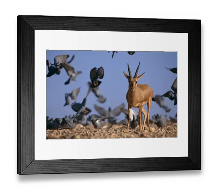 Framed Print : Indian gazelle (Chinkara) (Gazella bennetti) with flock of Common pigeons, Lohawat Framed Print : Indian gazelle (Chinkara) (Gazella bennetti) with flock of Common pigeons, Lohawat
