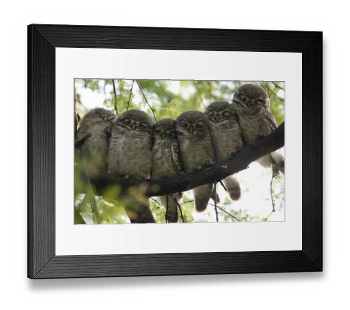 Framed Print : Six Spotted Owlet chicks (Athena brama) perched in a row, Keoladeo Ghana NP, Bharatpur Framed Print : Six Spotted Owlet chicks (Athena brama) perched in a row, Keoladeo Ghana NP, Bharatpur