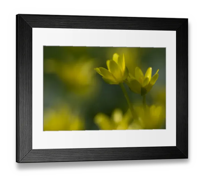 Framed Print : Lesser celandine  /  Figwort (Ranunculus ficaria) France