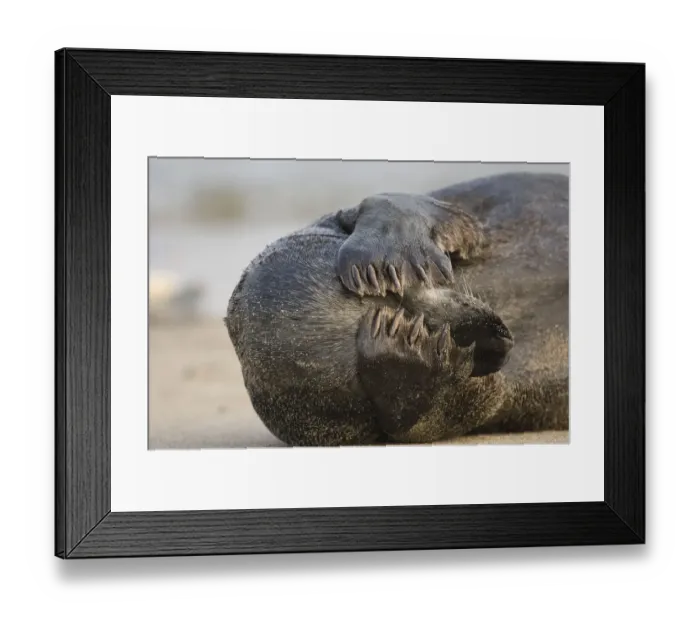 Framed Print : Grey Seal (Halichoerus grypus) covering face with flippers, Helgoland, Germany Framed Print : Grey Seal (Halichoerus grypus) covering face with flippers, Helgoland, Germany