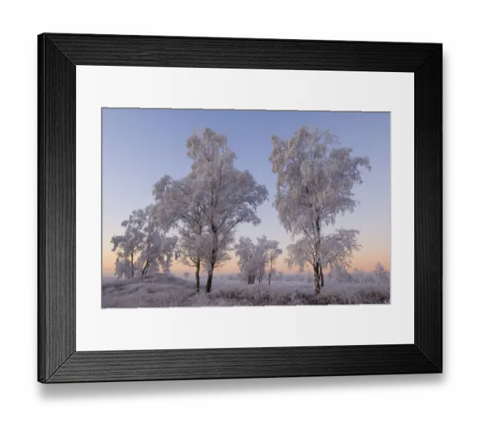 Framed Print : Birch trees and grass covered in heavy hoar frost, Groot Schietveld, Wuustwezel, Belgium Framed Print : Birch trees and grass covered in heavy hoar frost, Groot Schietveld, Wuustwezel, Belgium