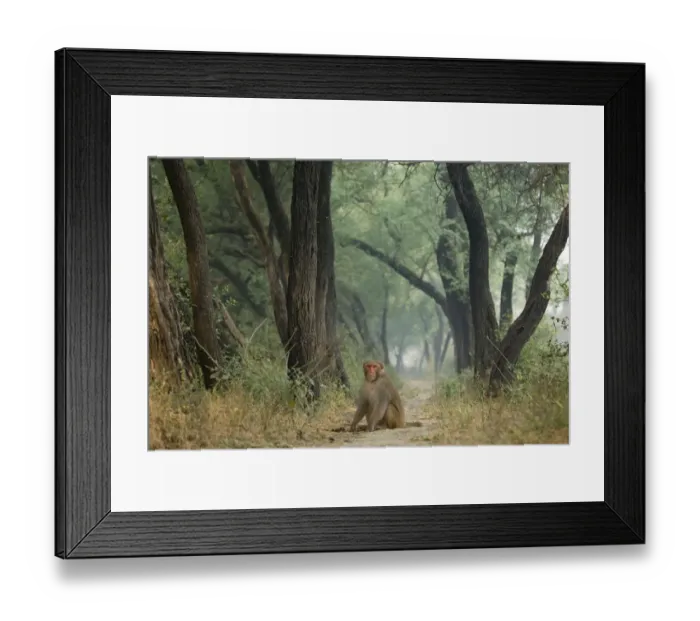 Framed Print : Rhesus macaque (Macaca mulatta) sitting on track in Keoladeo Ghana / Bharatpur NP Framed Print : Rhesus macaque (Macaca mulatta) sitting on track in Keoladeo Ghana / Bharatpur NP