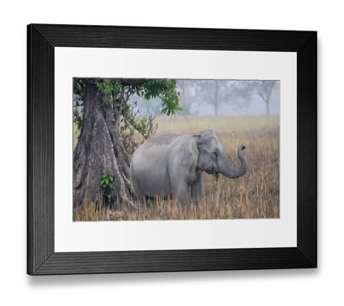 Framed Print : Asiatic / Indian Elephant (Elephas maximus) beside tree, Kaziranga NP, Assam, India Framed Print : Asiatic / Indian Elephant (Elephas maximus) beside tree, Kaziranga NP, Assam, India