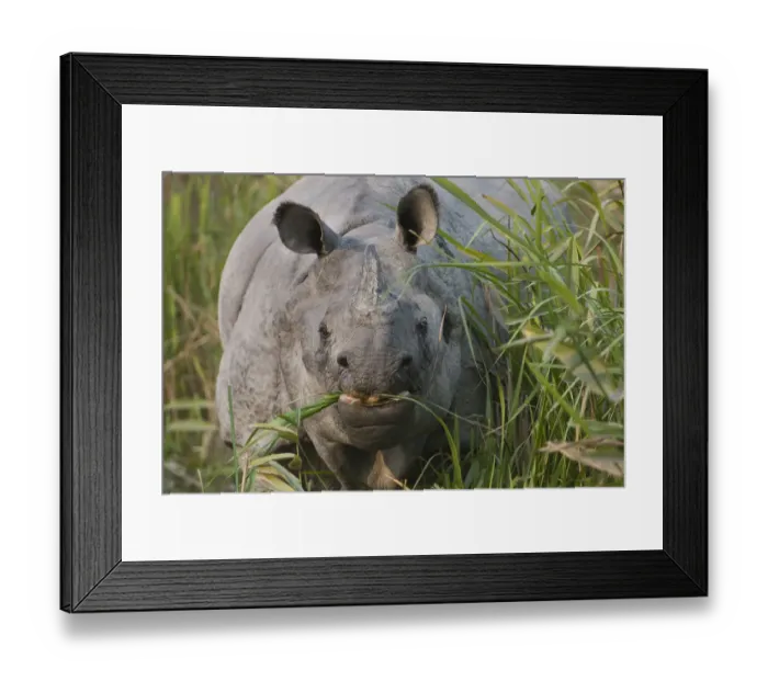 Framed Print : Indian Rhinoceros (Rhinoceros unicornis) grazing, Kaziranga NP, Assam, India
