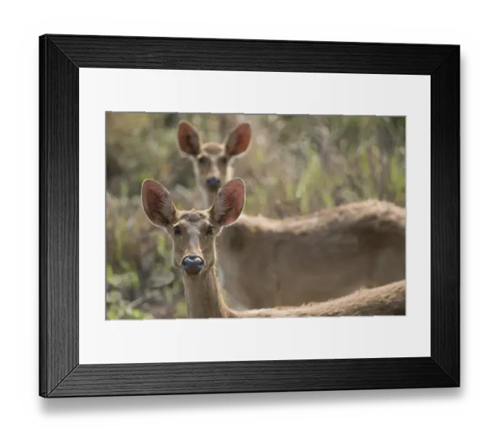 Framed Print : Barasingha / Swamp Deer (Cervus duvauceli), females, Kaziranga NP, Assam, India Framed Print : Barasingha / Swamp Deer (Cervus duvauceli), females, Kaziranga NP, Assam, India