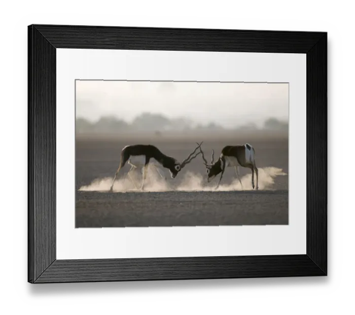 Framed Print : Blackbuck (Antilope cervicapra) two males fighting, Rajasthan, India Framed Print : Blackbuck (Antilope cervicapra) two males fighting, Rajasthan, India