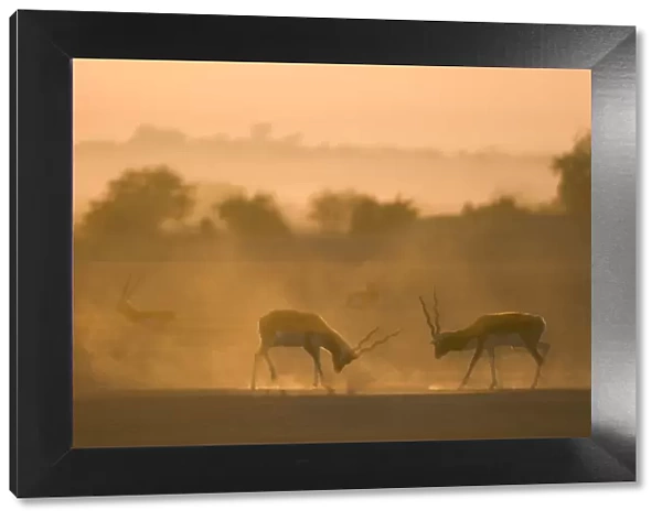 Blackbuck (Antilope cervicapra) two males, stand off at sunrise, Rajasthan, India