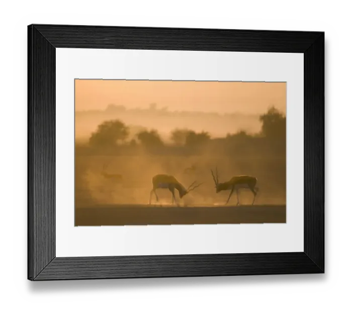 Framed Print : Blackbuck (Antilope cervicapra) two males, stand off at sunrise, Rajasthan, India Framed Print : Blackbuck (Antilope cervicapra) two males, stand off at sunrise, Rajasthan, India