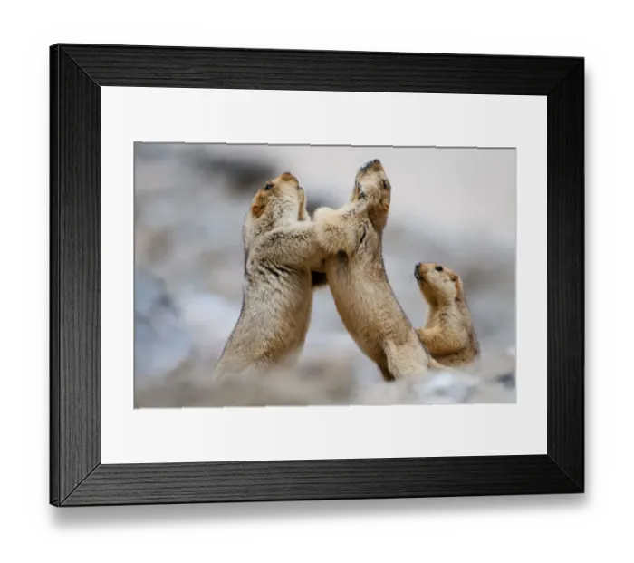 Framed Print : Himalayan Marmots (Marmota himalayana) play-fighting, Ladakh, India