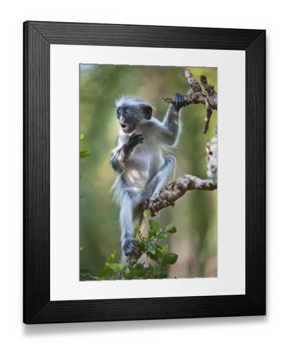 Framed Print : Zanzibar Red Colobus (Procolobus kirkii) juvenile, sitting in tree calling, Jozani Chwaka Bay NP Framed Print : Zanzibar Red Colobus (Procolobus kirkii) juvenile, sitting in tree calling, Jozani Chwaka Bay NP