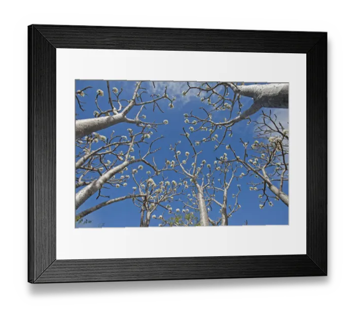 Framed Print : Succulent trees (Pachypodium rutenbergianum) low angle view, Ramena, Madagascar Framed Print : Succulent trees (Pachypodium rutenbergianum) low angle view, Ramena, Madagascar