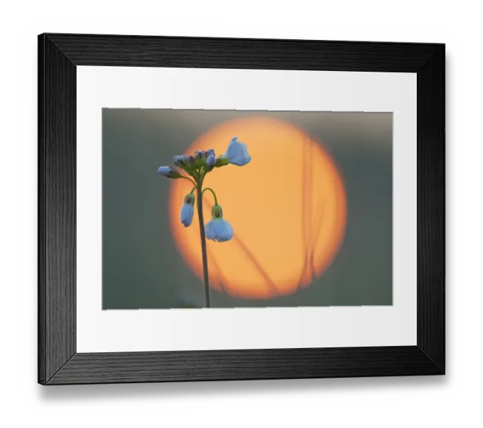 Framed Print : Cuckoo-flower (Cardamine pratensis) at sunrise, Klein Schietveld, Brasschaat, Belgium Framed Print : Cuckoo-flower (Cardamine pratensis) at sunrise, Klein Schietveld, Brasschaat, Belgium