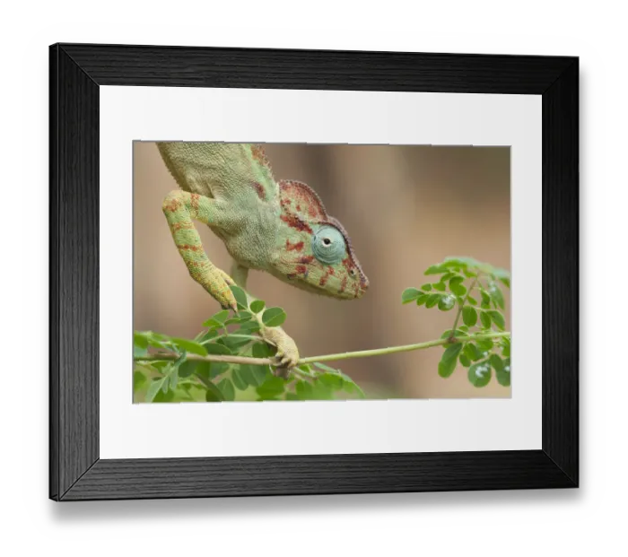 Framed Print : Malagasy giant chameleon (Furcifer oustaleti), Red Tsingys, Madagascar Framed Print : Malagasy giant chameleon (Furcifer oustaleti), Red Tsingys, Madagascar