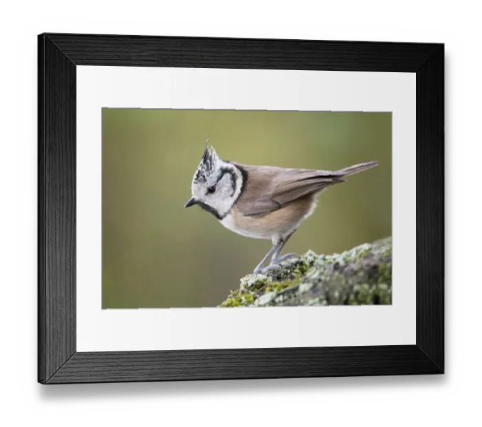 Framed Print : Crested Tit (Parus cristatus) profile, Brasschaat, Belgium, December Framed Print : Crested Tit (Parus cristatus) profile, Brasschaat, Belgium, December