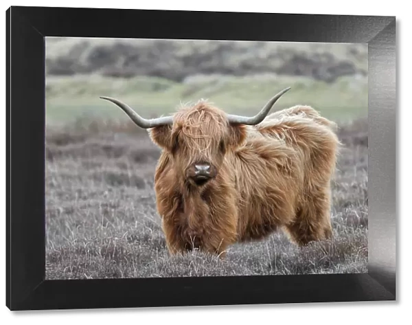 Highland Cow (Bos taurus) Texel, the Netherlands, April