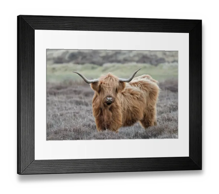 Framed Print : Highland Cow (Bos taurus) Texel, the Netherlands, April Framed Print : Highland Cow (Bos taurus) Texel, the Netherlands, April