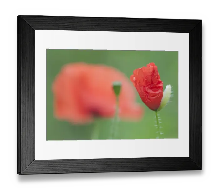 Framed Print : Poppy (Papaver rhoeas) Groot Schietveld, Wuustwezel, Belgium, July Framed Print : Poppy (Papaver rhoeas) Groot Schietveld, Wuustwezel, Belgium, July