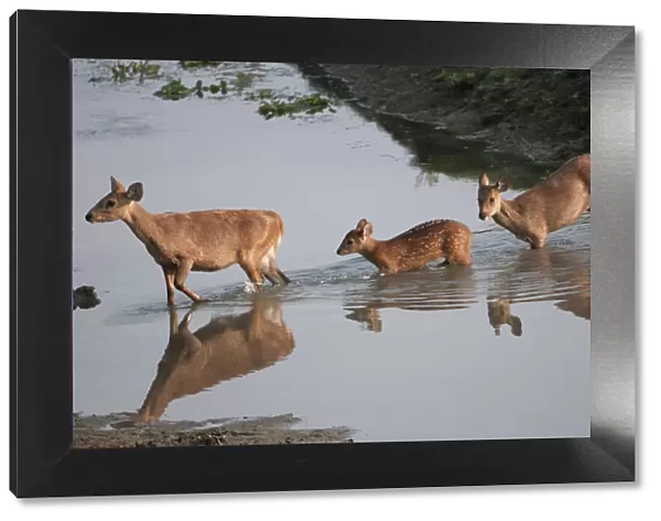 Hog Deer (Cervus  /  Axis  /  Hyelaphus porcinus) crossing a stream. Kaziranga National Park