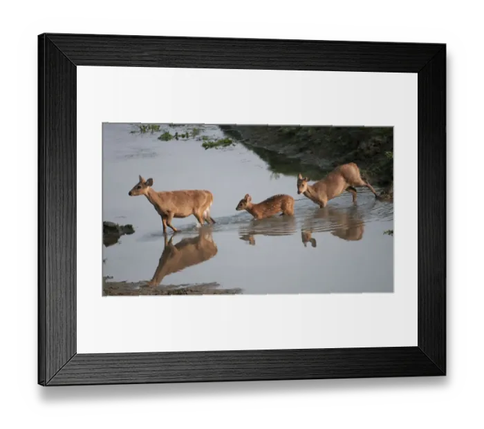 Framed Print : Hog Deer (Cervus / Axis / Hyelaphus porcinus) crossing a stream. Kaziranga National Park Framed Print : Hog Deer (Cervus / Axis / Hyelaphus porcinus) crossing a stream. Kaziranga National Park