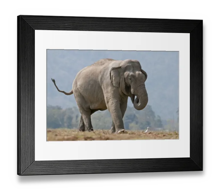 Framed Print : Asiatic Elephant (Elephas maximus) walking with its trunk in its mouth. Kaziranga National Park Framed Print : Asiatic Elephant (Elephas maximus) walking with its trunk in its mouth. Kaziranga National Park