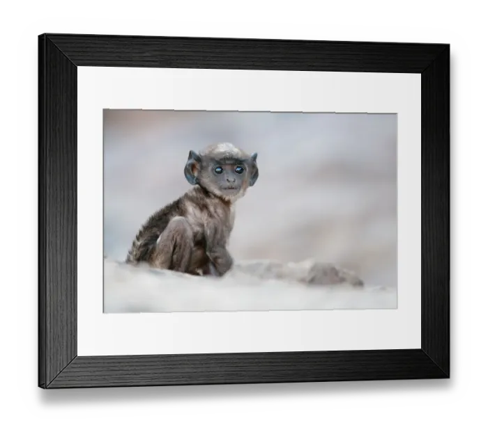 Framed Print : Southern plains grey langur (Semnopithecus entellus / Presbytis entellus) tiny juvenile Framed Print : Southern plains grey langur (Semnopithecus entellus / Presbytis entellus) tiny juvenile
