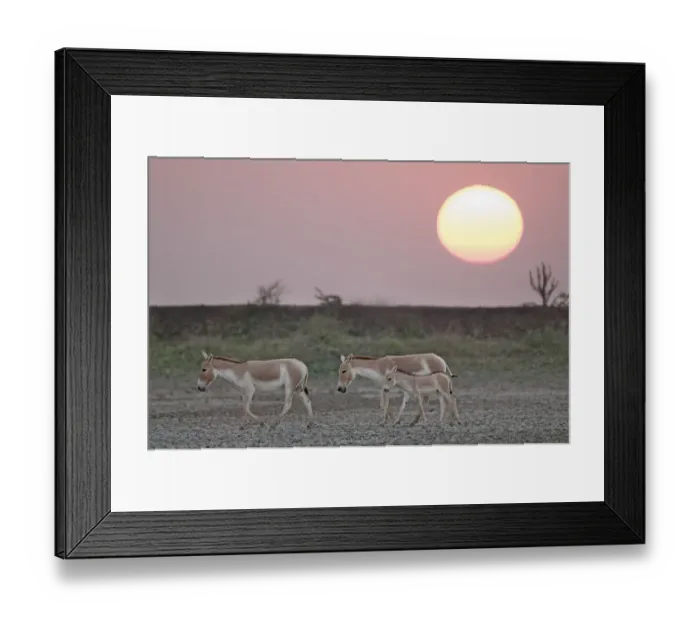 Framed Print : Khur / Asiatic wild ass (Equus hemionus) with foal, walking at sunset, Little Rann of Kutch Framed Print : Khur / Asiatic wild ass (Equus hemionus) with foal, walking at sunset, Little Rann of Kutch