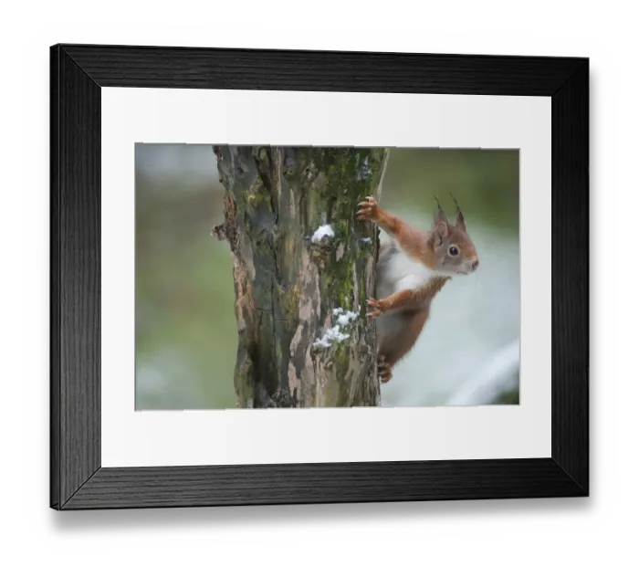 Framed Print : Red Squirrel (Sciurus vulgaris) Brasschaat, Belgium Framed Print : Red Squirrel (Sciurus vulgaris) Brasschaat, Belgium