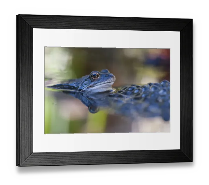 Framed Print : Common frog (Rana temporaria) in water with spawn, Brasschaat, Belgium, March Framed Print : Common frog (Rana temporaria) in water with spawn, Brasschaat, Belgium, March