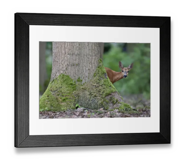 Framed Print : Roe Deer (Capreolus capreolus) in woodland, Peerdsbos, Brasschaat, Belgium, June Framed Print : Roe Deer (Capreolus capreolus) in woodland, Peerdsbos, Brasschaat, Belgium, June